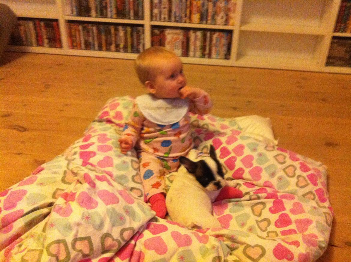 Fransk bulldog Freja billede 6