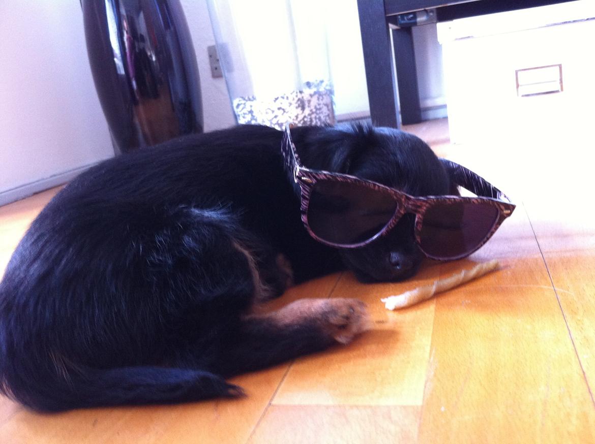 Blanding af racer Bimmer billede 5