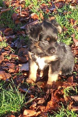 Blanding af racer Bimmer - Bimmer nyder solen billede 2