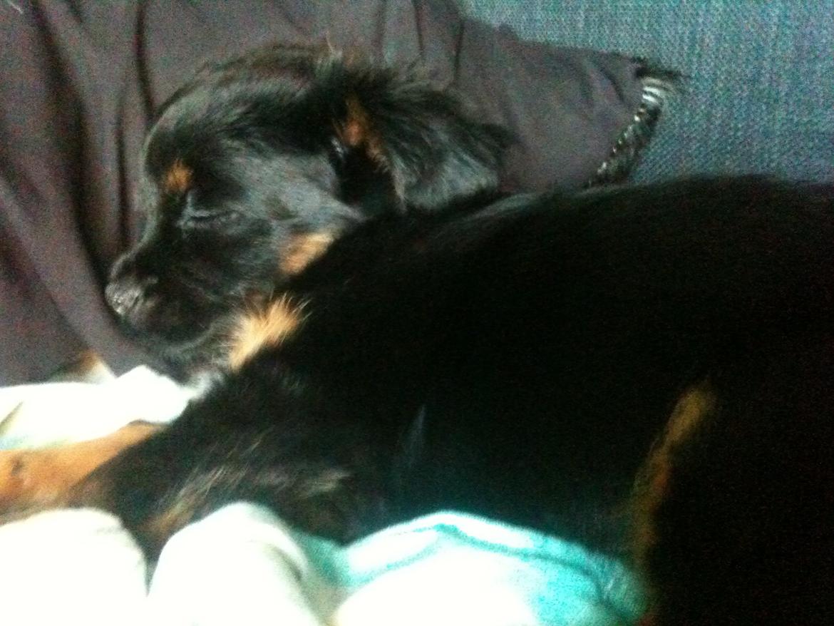 Blanding af racer Bimmer billede 6