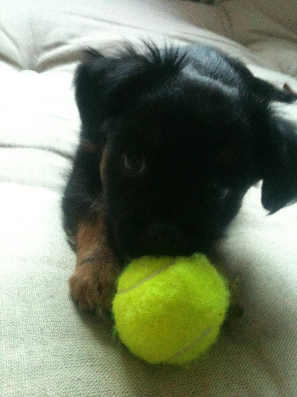 Blanding af racer Bimmer billede 3