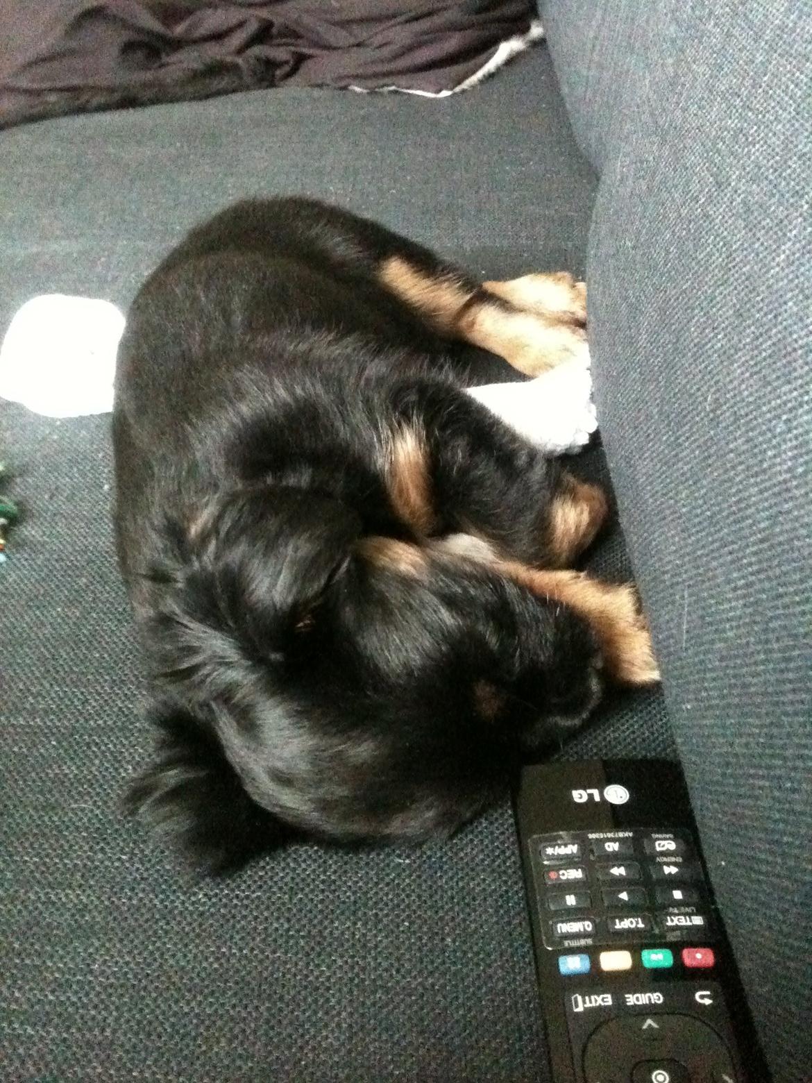 Blanding af racer Bimmer billede 9