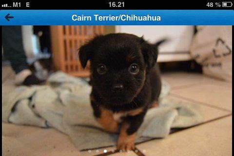 Blanding af racer Bimmer - Da skulle hente Bimmer billede 1