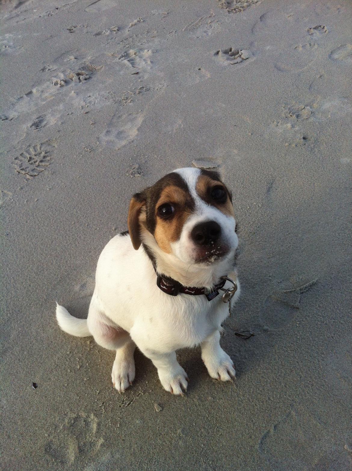 Dansk svensk gaardhund Hannibal billede 1