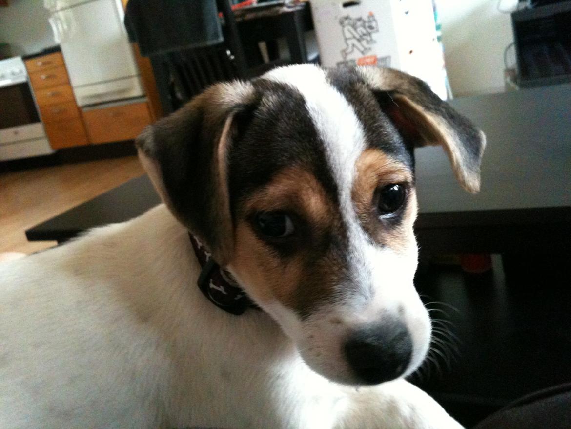 Dansk svensk gaardhund Hannibal billede 11