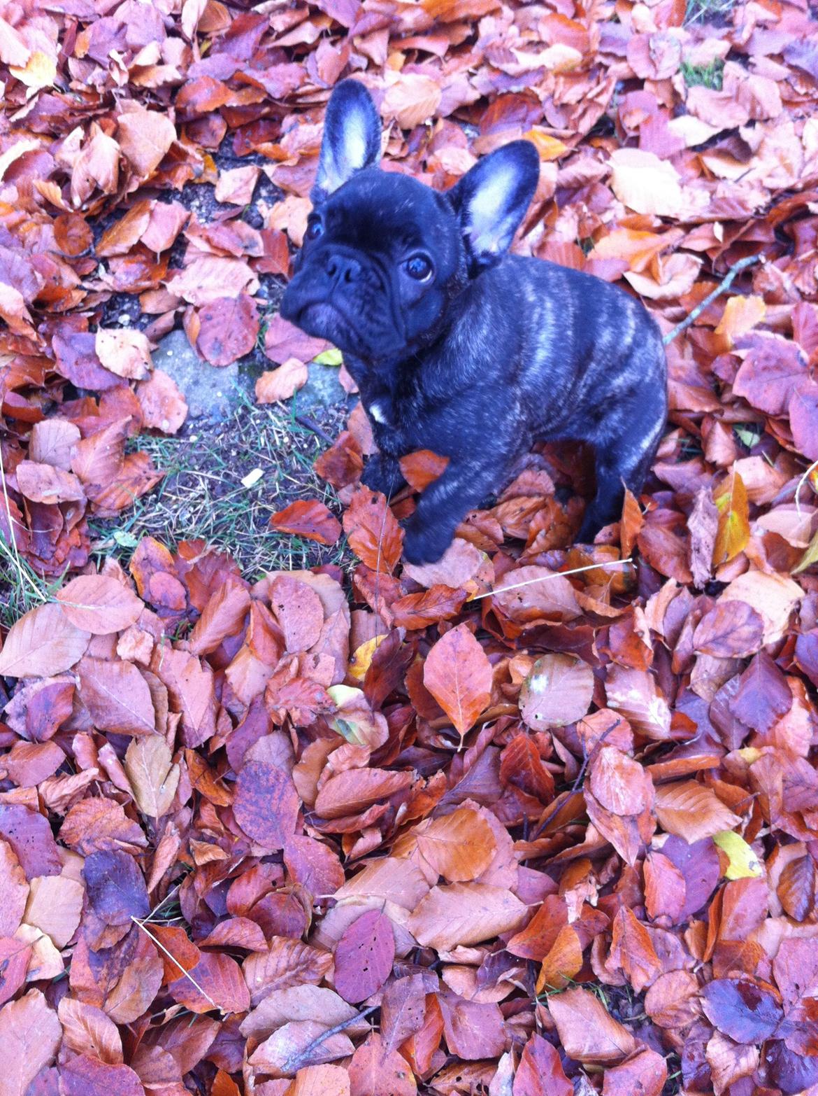 Fransk bulldog Molly - en tur i skoven d. 05/11-12 billede 19