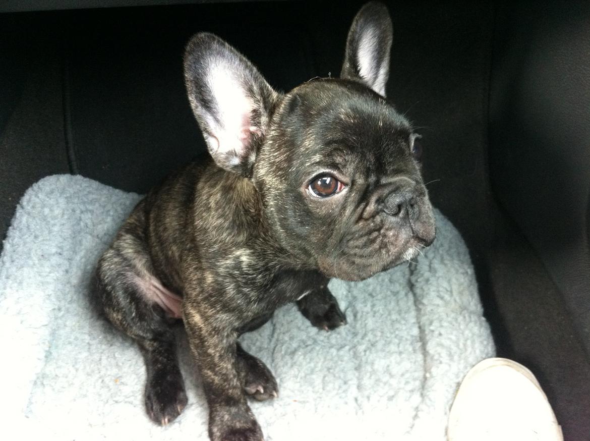 Fransk bulldog Molly - smukkere end smuk! <3
05/11-12 billede 20