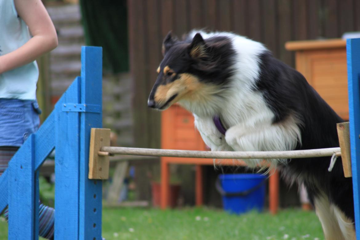 Collie langhåret Fie billede 7