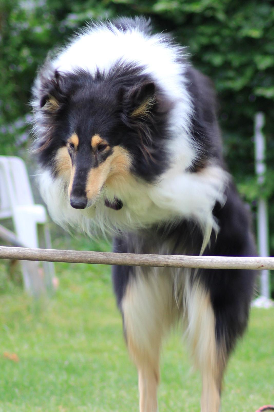 Collie langhåret Fie billede 8