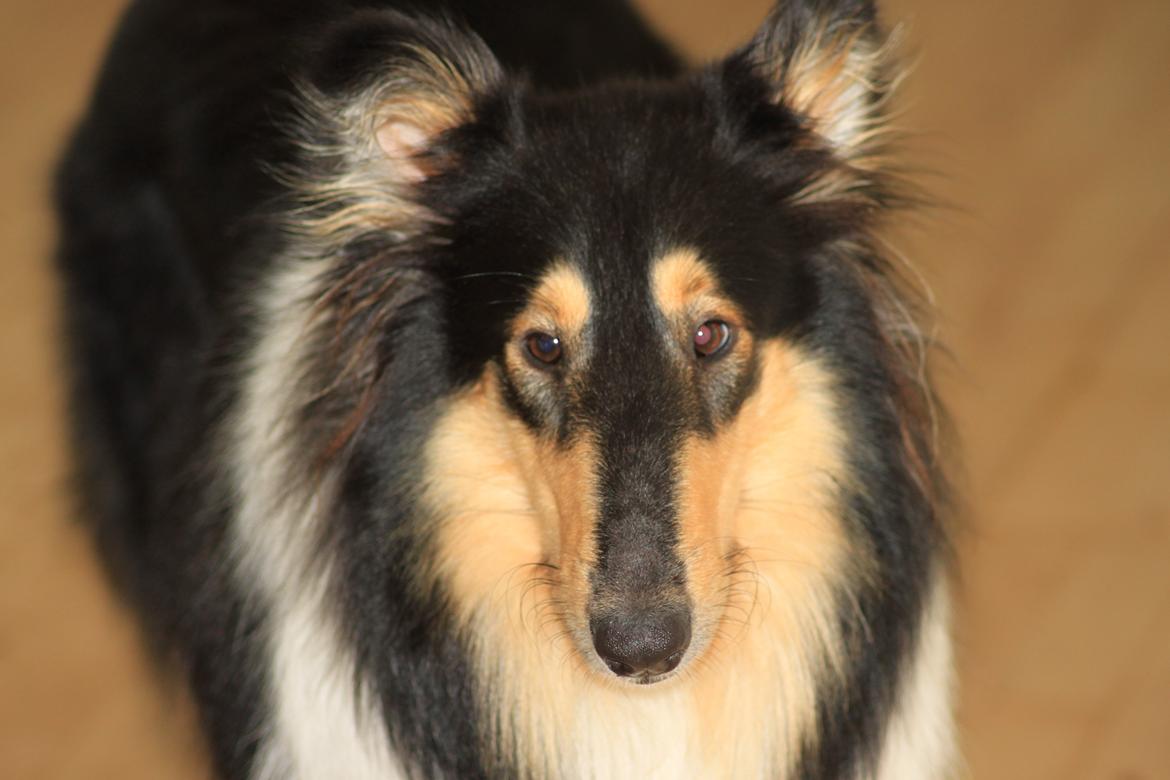 Collie langhåret Fie billede 5