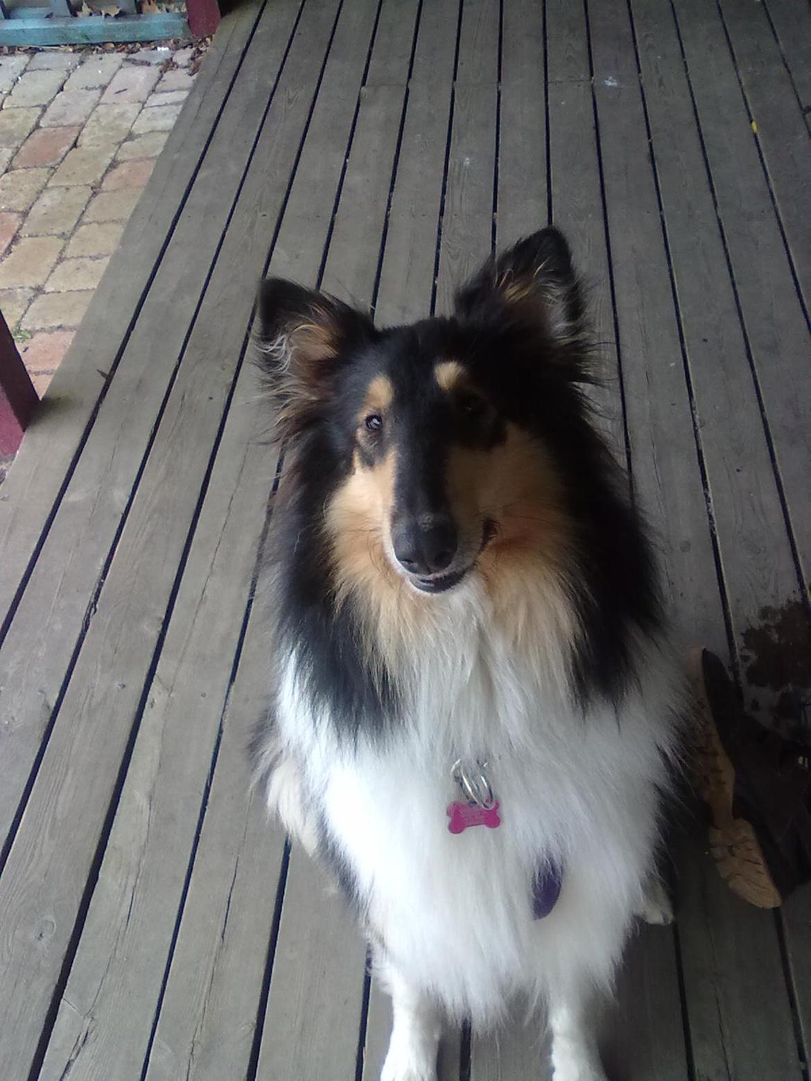 Collie langhåret Fie billede 10