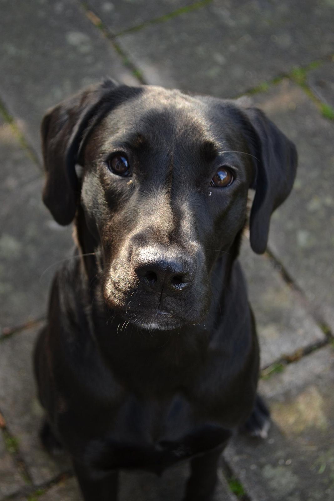 Blanding af racer Bell (labrador/boxer) billede 1