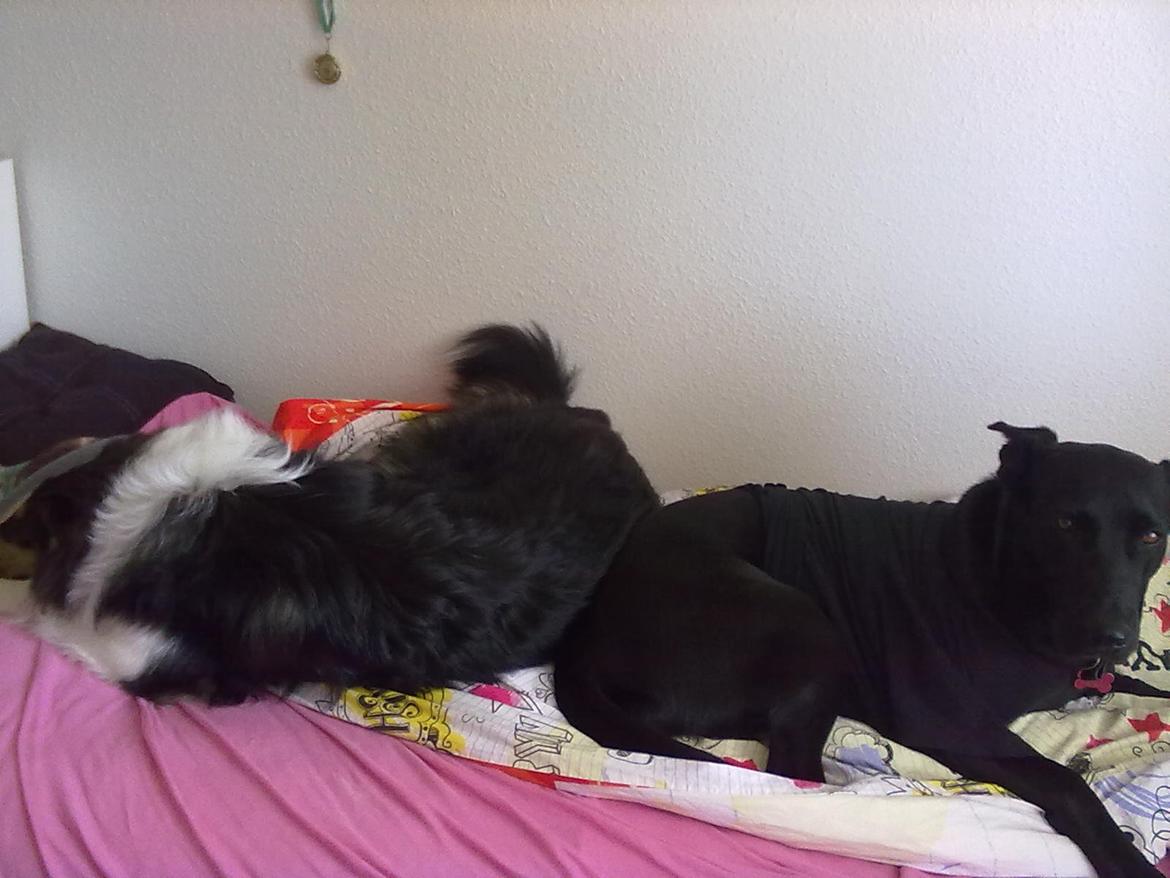 Collie langhåret Fie billede 11