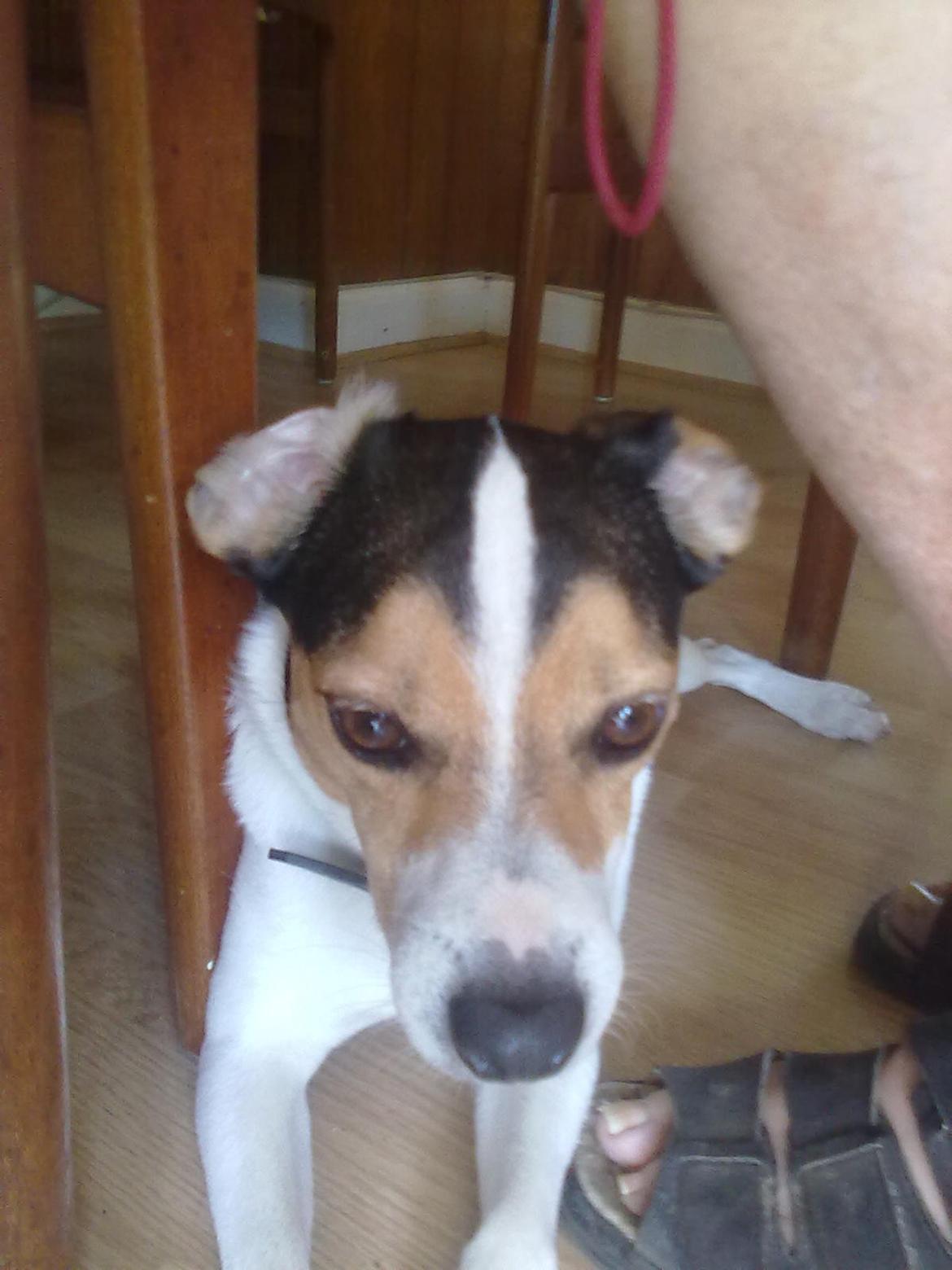 Dansk svensk gaardhund Vaks billede 2