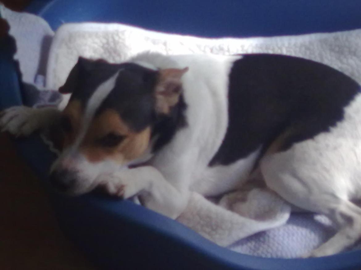 Dansk svensk gaardhund Vaks billede 1