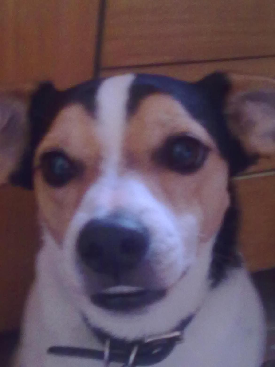 Dansk svensk gaardhund Vaks billede 3