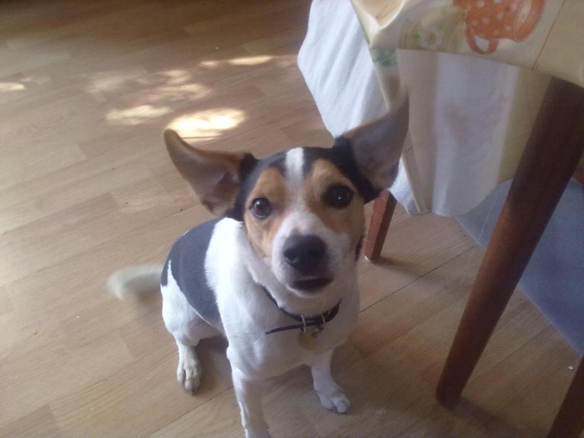 Dansk svensk gaardhund Vaks billede 4