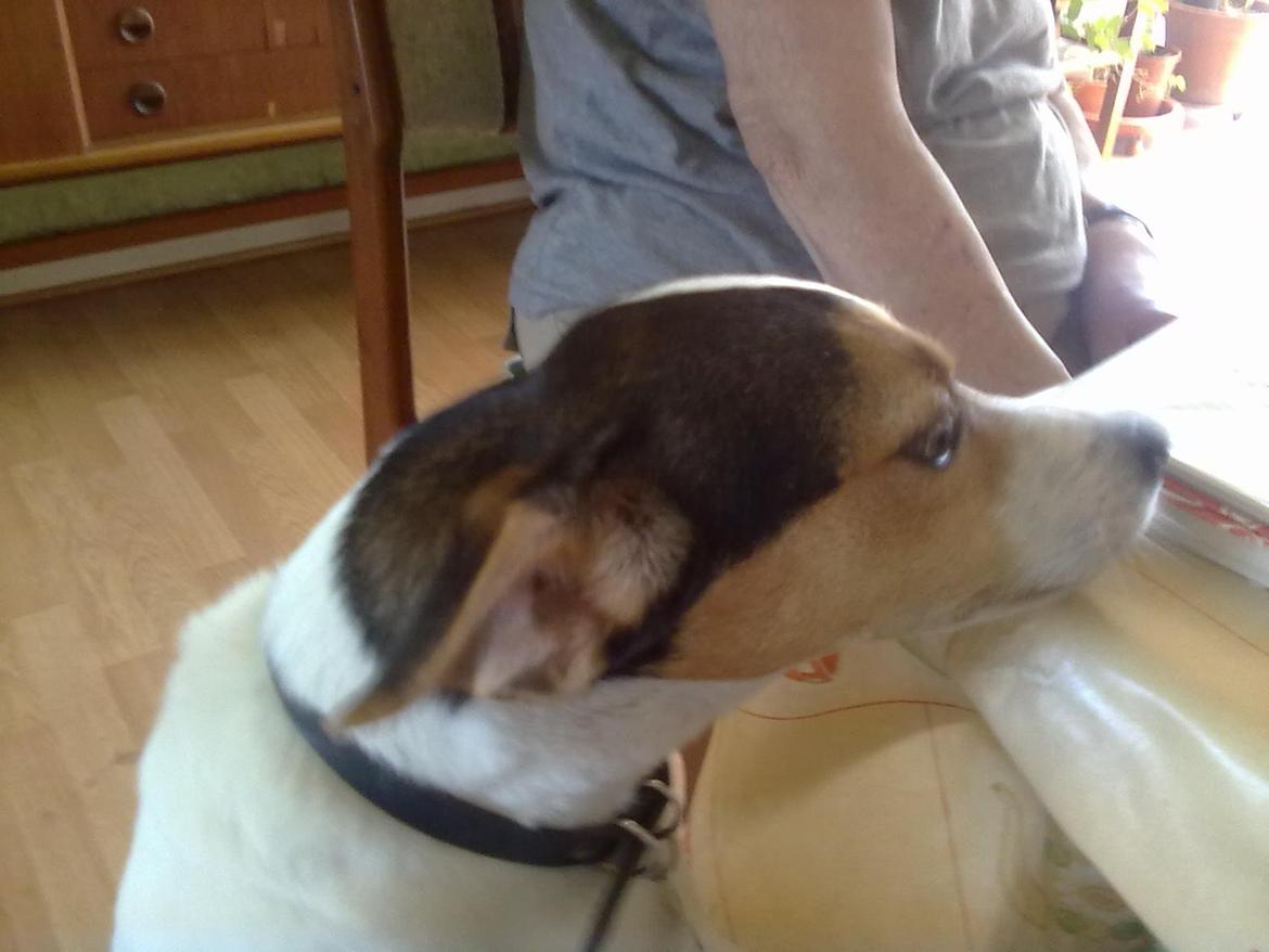 Dansk svensk gaardhund Vaks billede 5