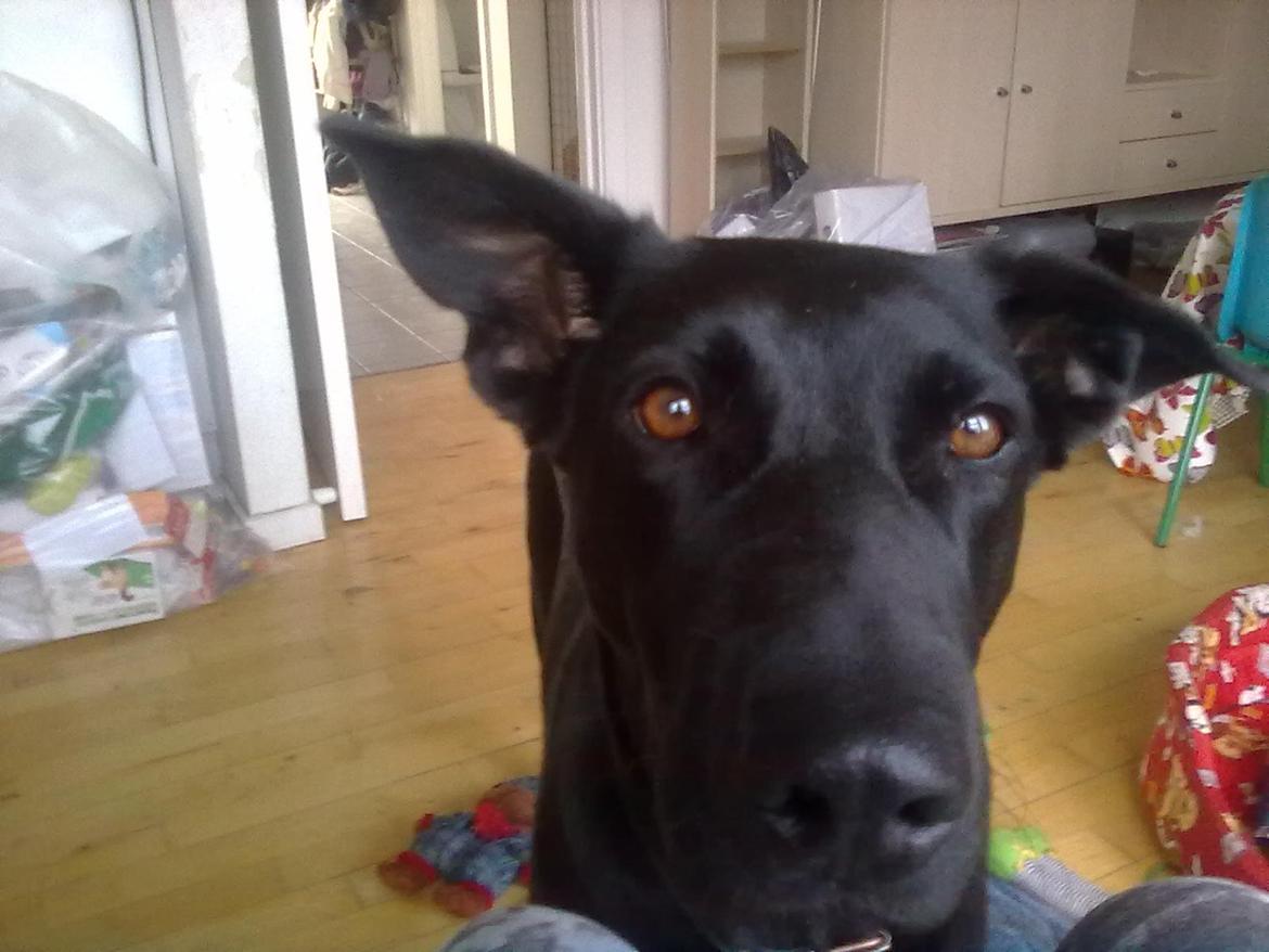 Blanding af racer Lulu R.I.P billede 2