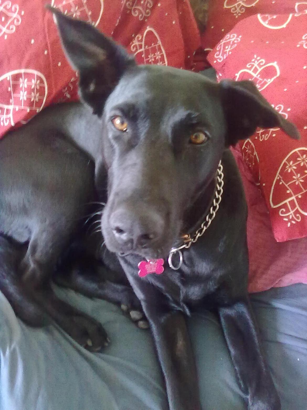 Blanding af racer Lulu R.I.P billede 3