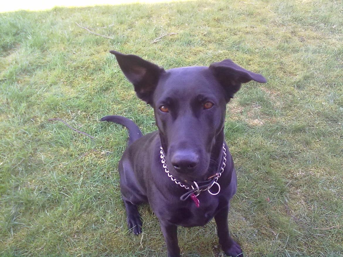 Blanding af racer Lulu R.I.P billede 1