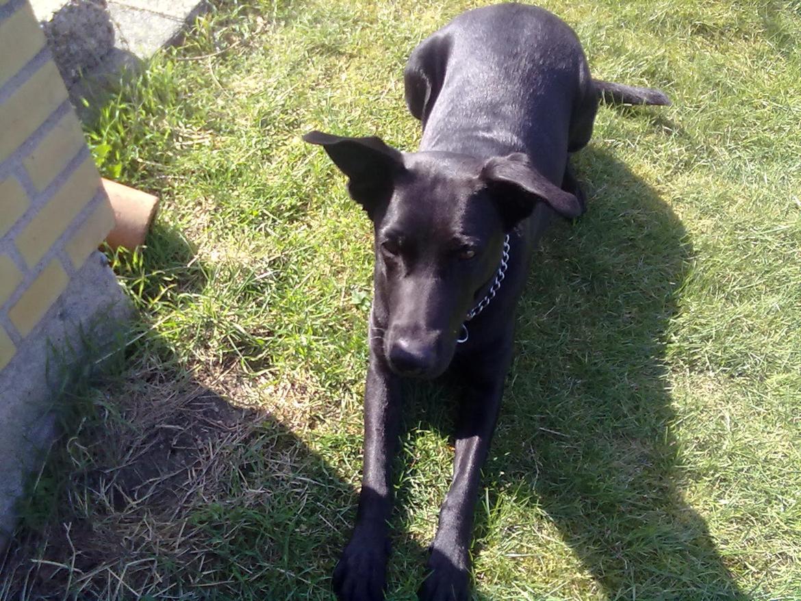 Blanding af racer Lulu R.I.P billede 4