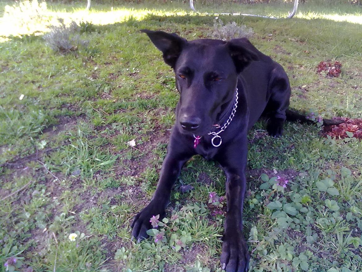 Blanding af racer Lulu R.I.P billede 5