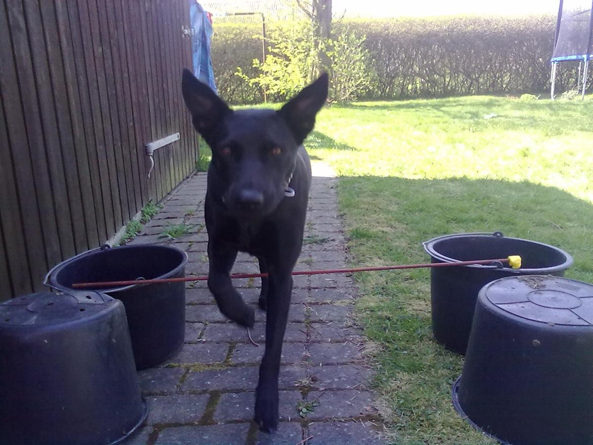 Blanding af racer Lulu R.I.P billede 6