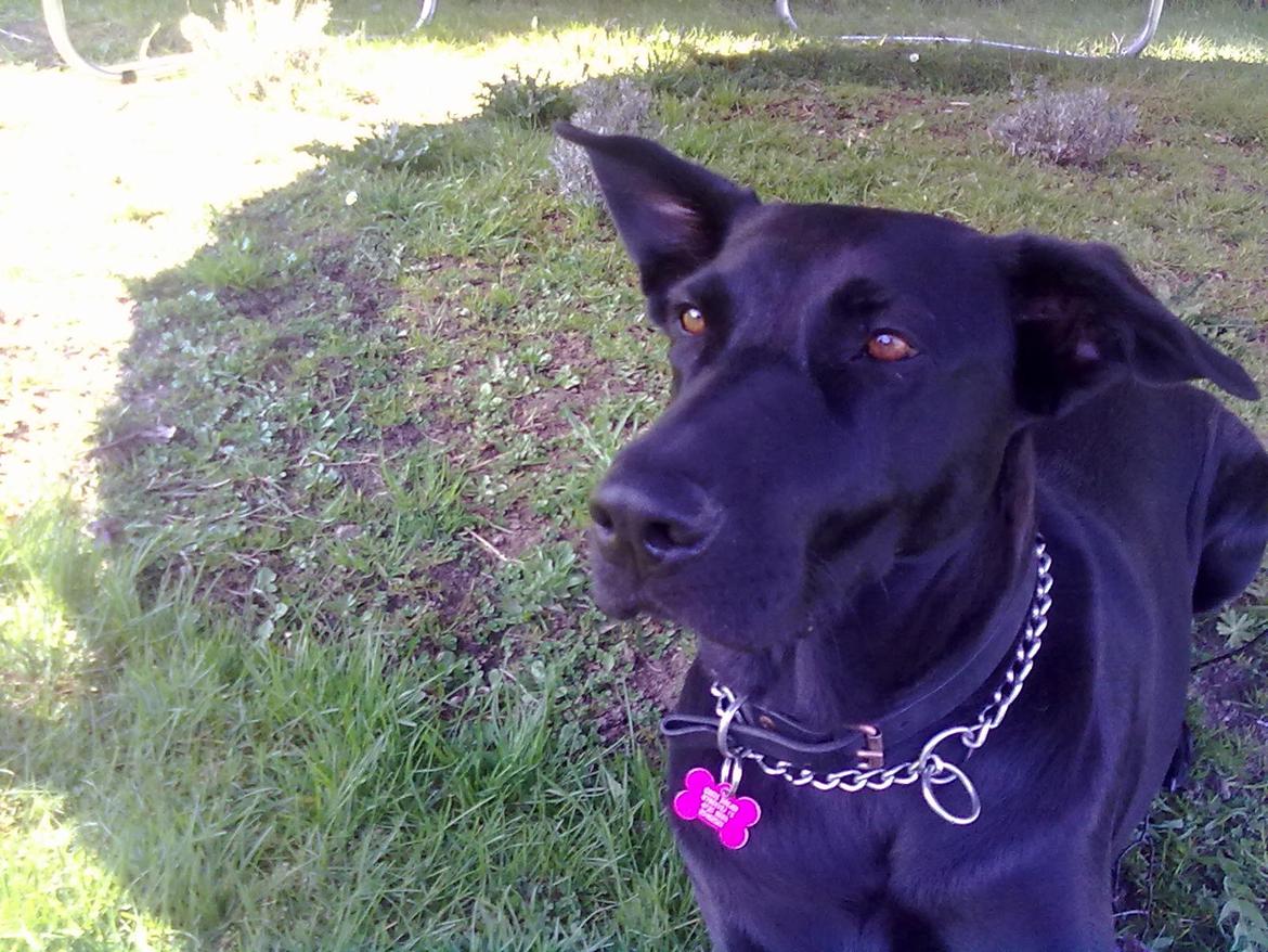 Blanding af racer Lulu R.I.P billede 7