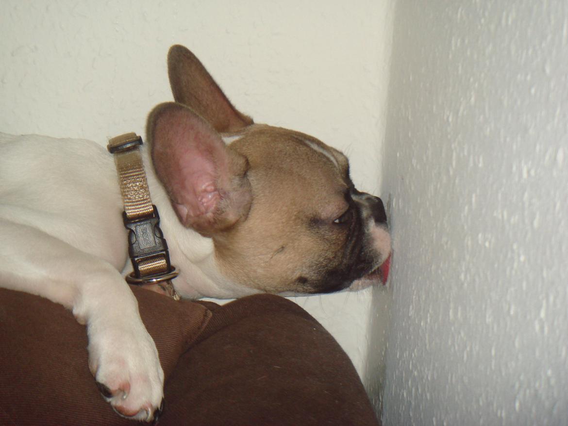 Fransk bulldog Charley - mumsi tapet billede 7