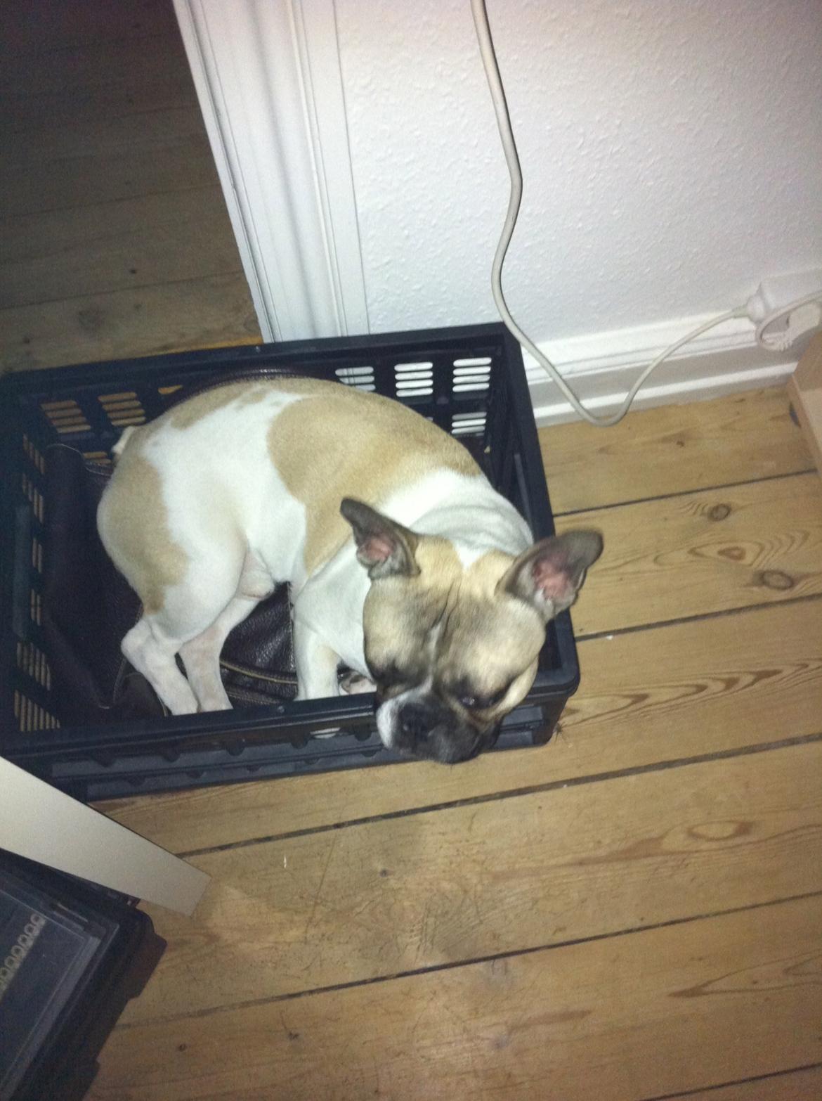 Fransk bulldog Charley - Skal denne kasse forhindre mig i at komme ind?? billede 10