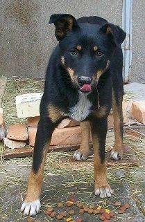 Blanding af racer Vega - Billedet jeg forelskede mig i <3 billede 2