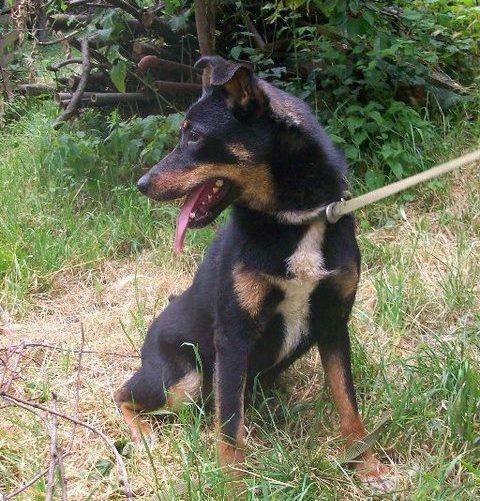 Blanding af racer Vega - Vega i Bosnien billede 3