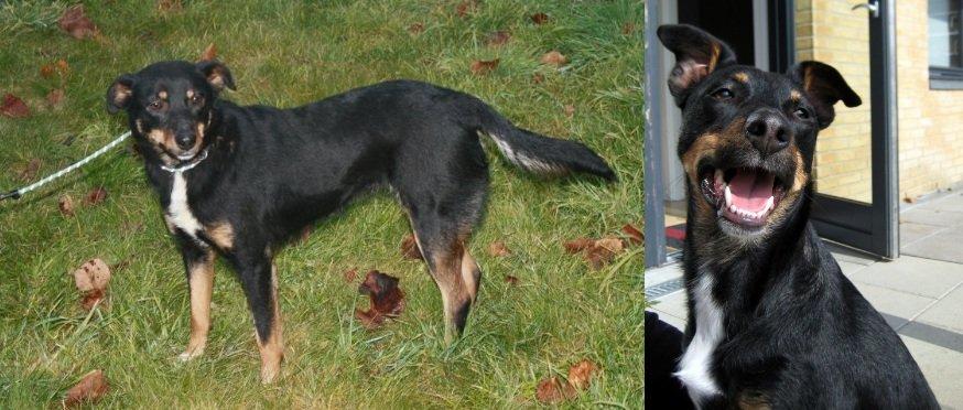 Blanding af racer Vega - Et lille forskelsbillede af hende :) billede 4