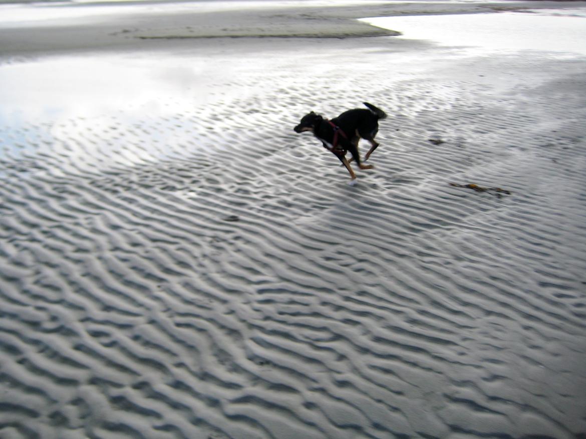 Blanding af racer Vega - Vega på stranden billede 5