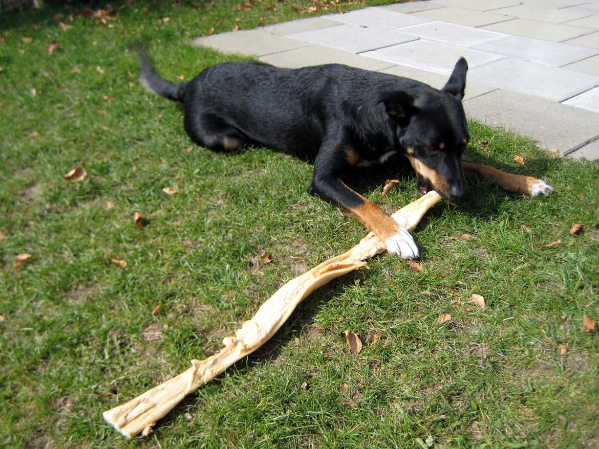 Blanding af racer Vega - Vega bliver lige forkælet lidt :P billede 6