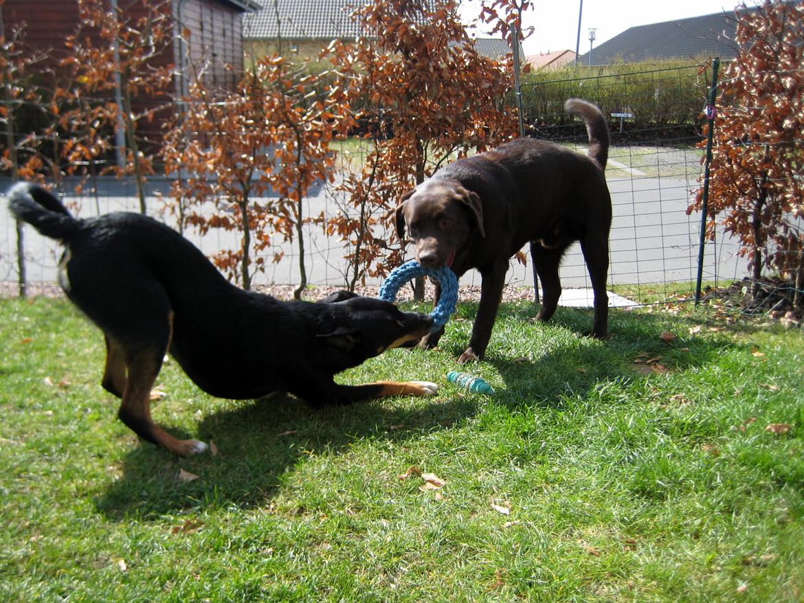 Blanding af racer Vega - Vega og hendes ven Zaco billede 7