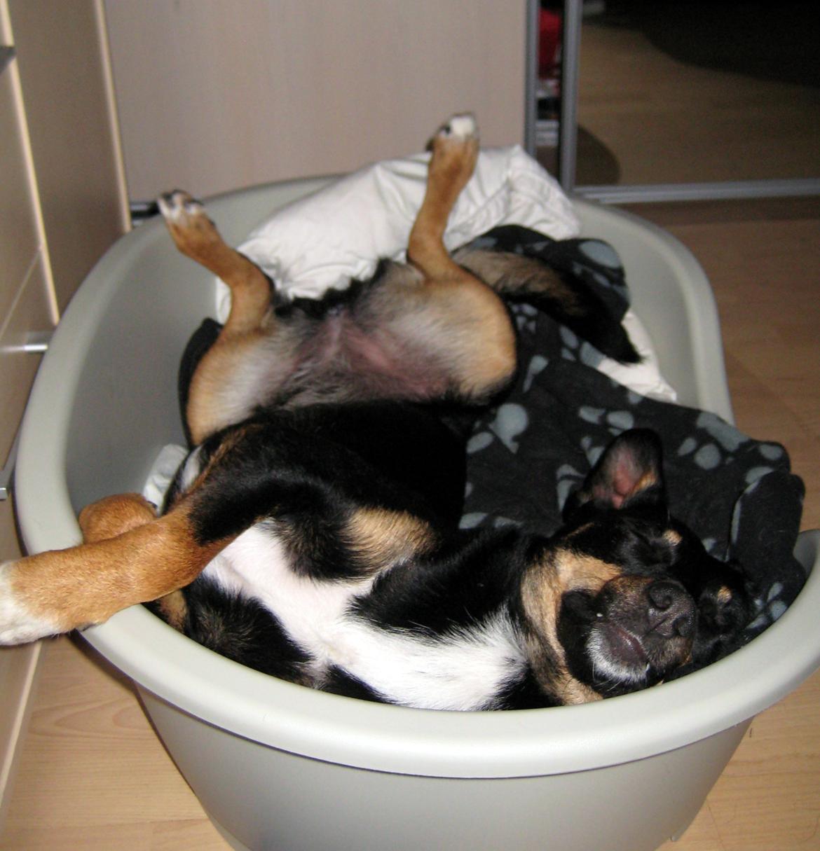 Blanding af racer Vega - En smule magelig :D billede 8