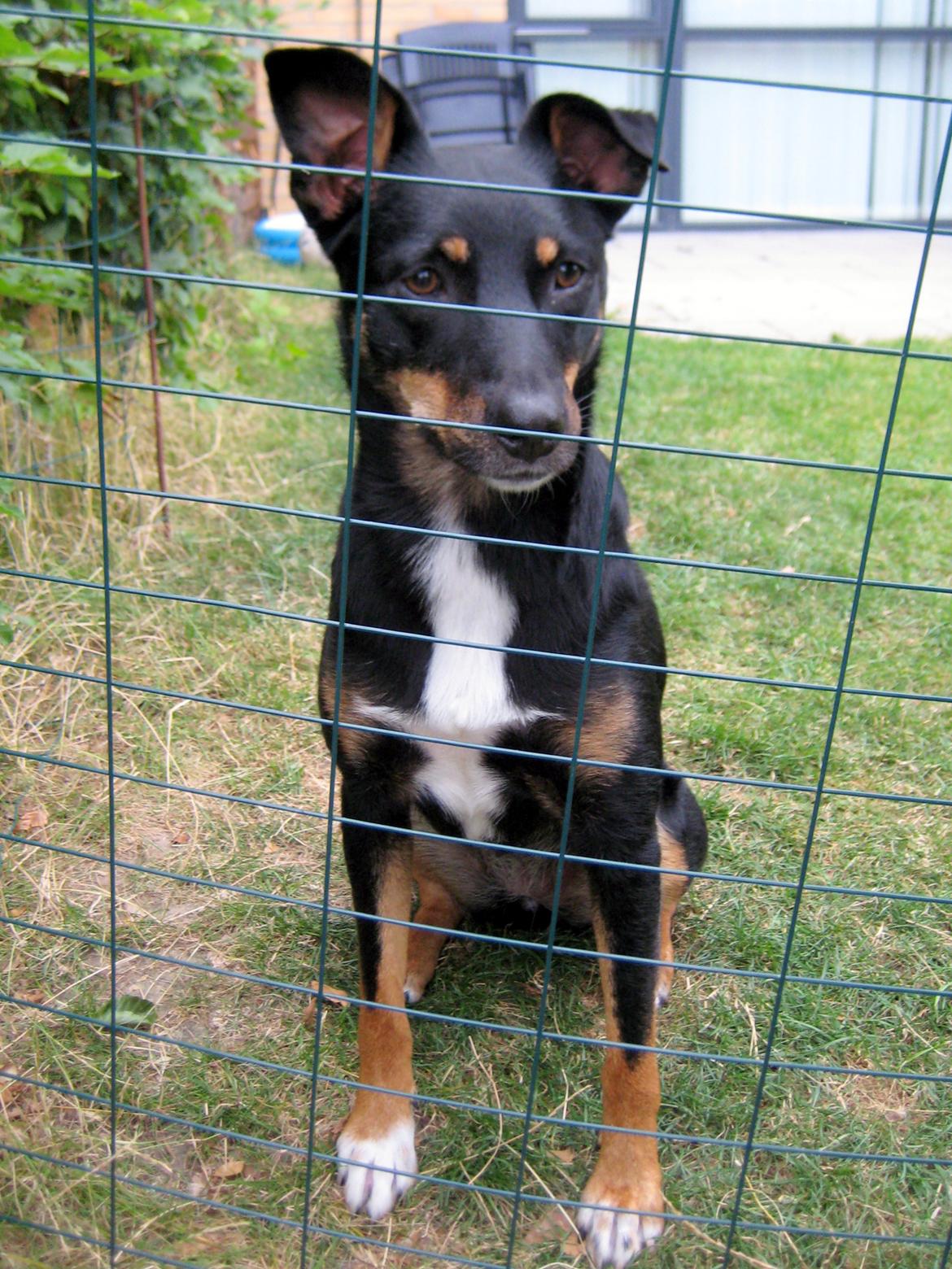 Blanding af racer Vega - Vores farlige vagthund! billede 9