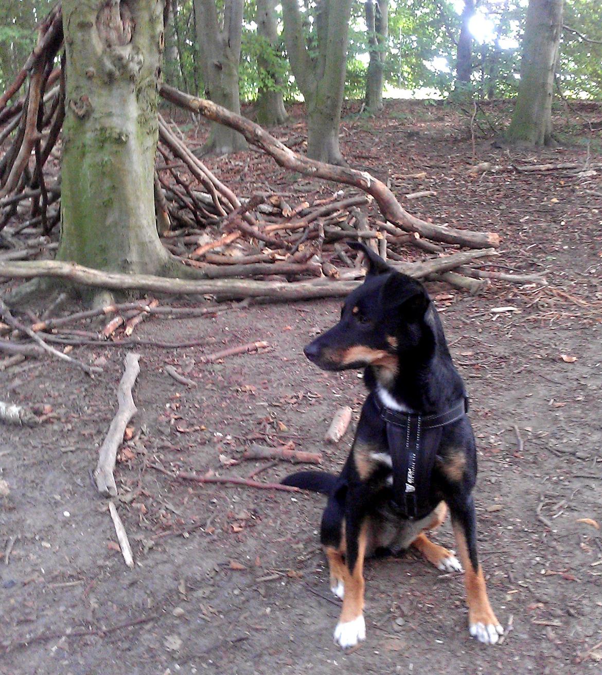 Blanding af racer Vega - Vega på hendes 2 års fødselsdag billede 11