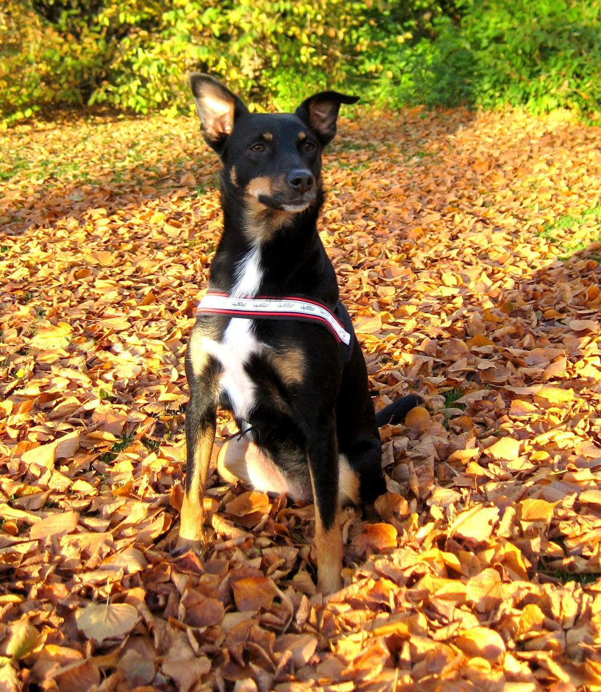 Blanding af racer Vega - Min skønne efterårshund <3 billede 1