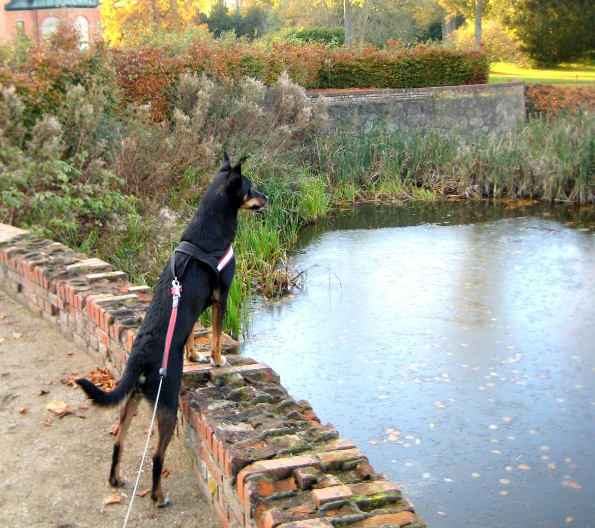 Blanding af racer Vega - Vega skuer lige udover søen.. Lidt for modigt efter mors smag :P billede 13