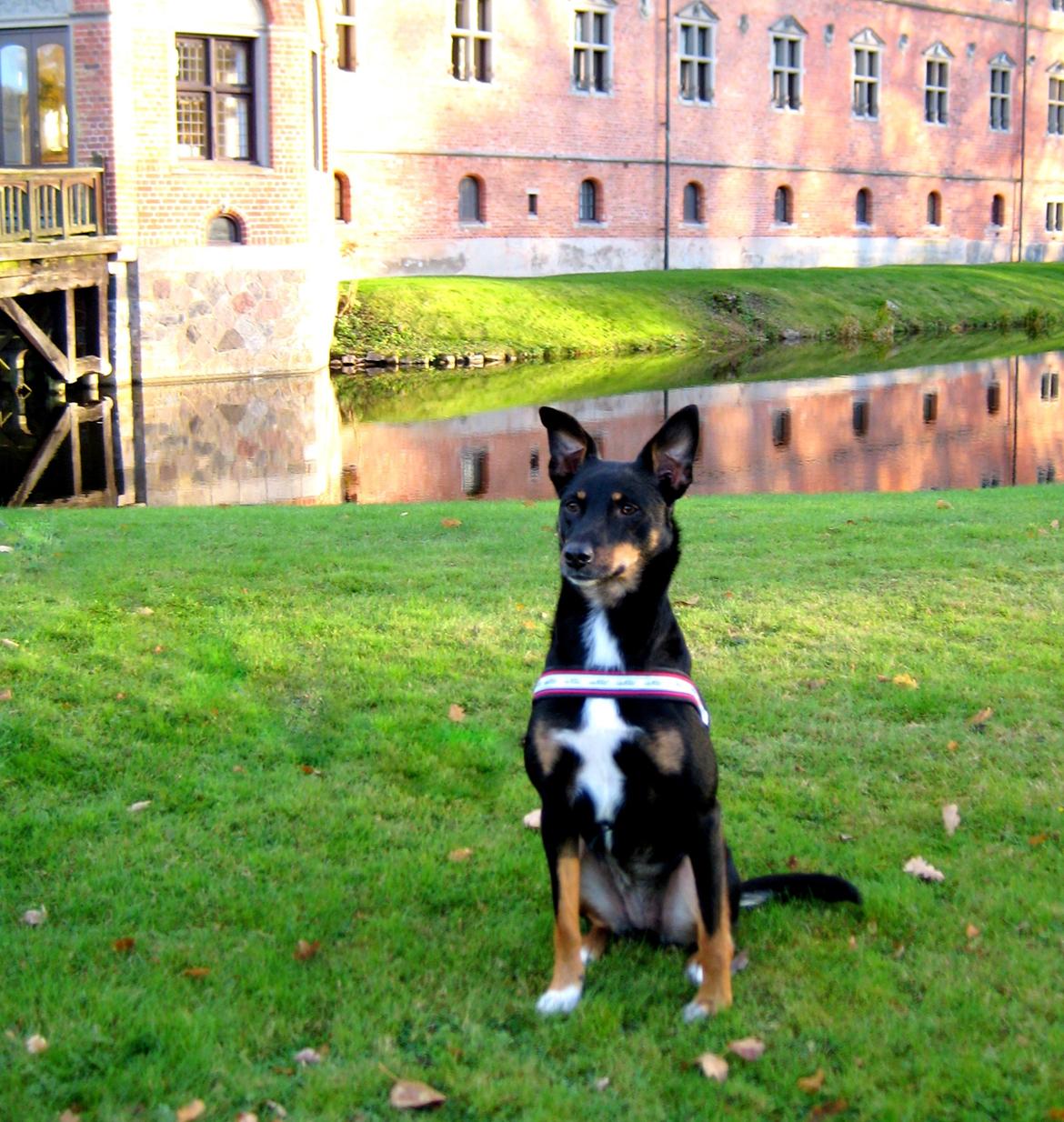 Blanding af racer Vega - Vega foran Vallø Slot billede 12