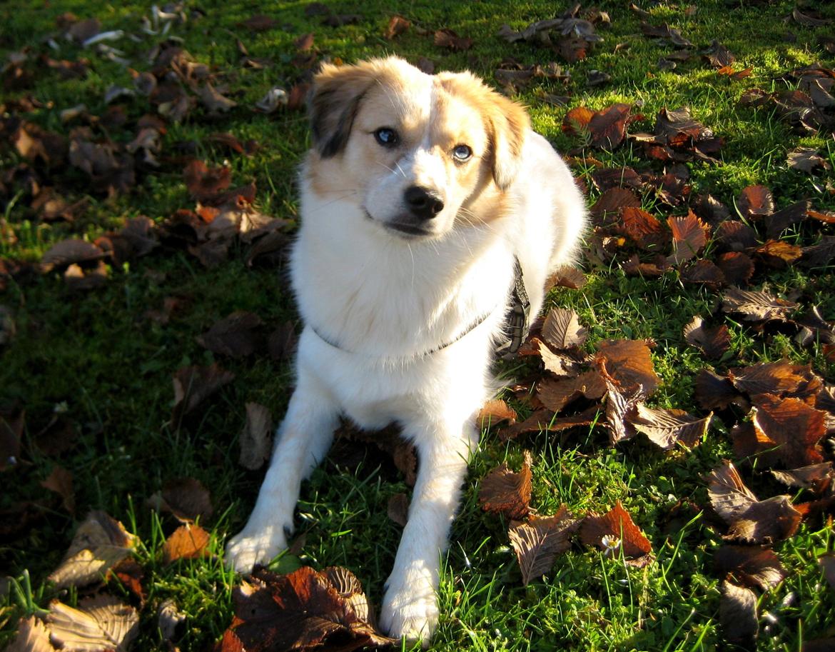 Blanding af racer Zoey - Zoey i dæk (NÆSTEN) billede 1