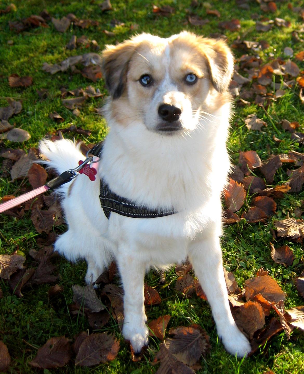 Blanding af racer Zoey - Zoey i sit billede 2