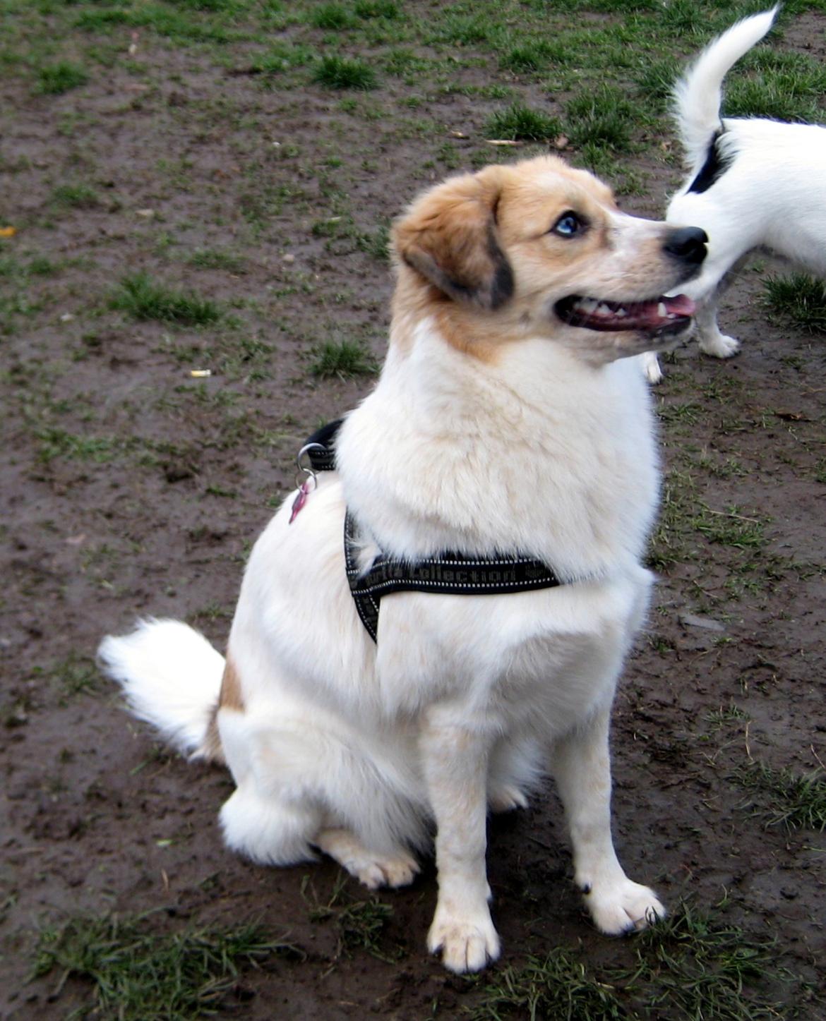 Blanding af racer Zoey - Tigger godbidder :P billede 3