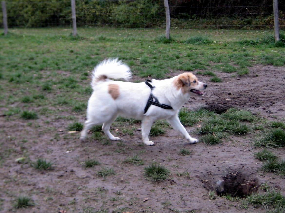 Blanding af racer Zoey - Smukke hund <3 billede 4