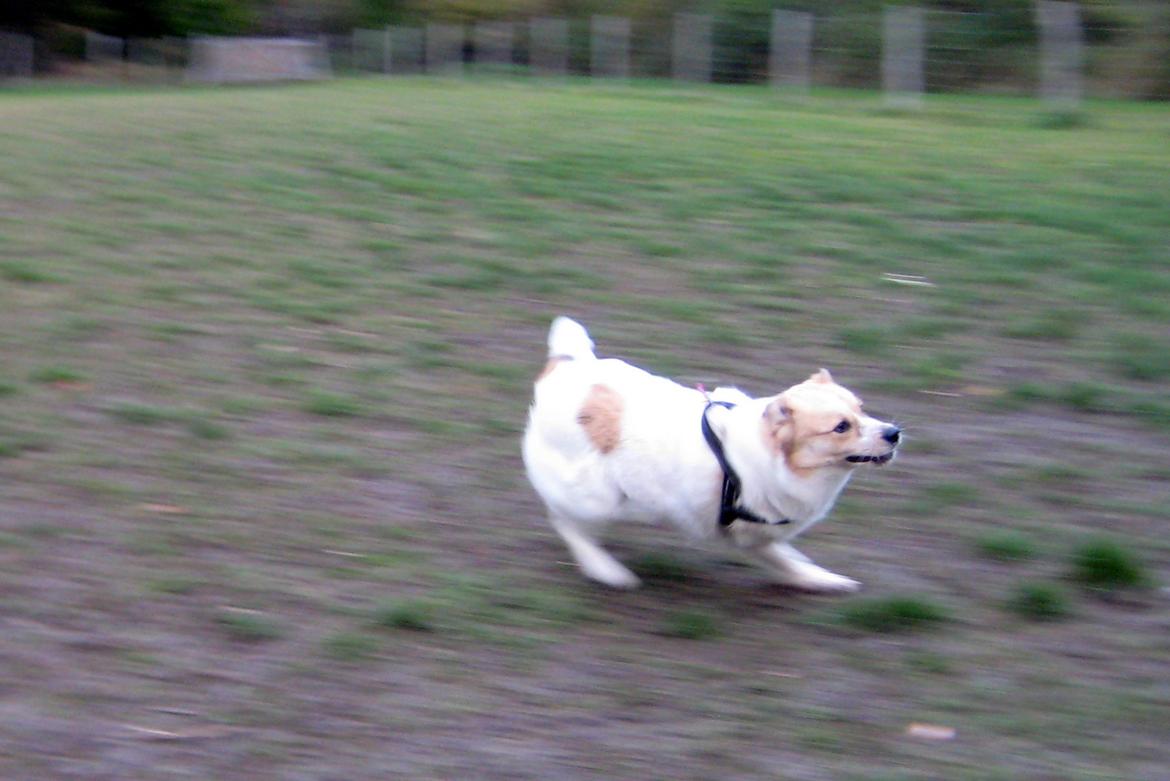 Blanding af racer Zoey - Zoey i fuld fart :D billede 5