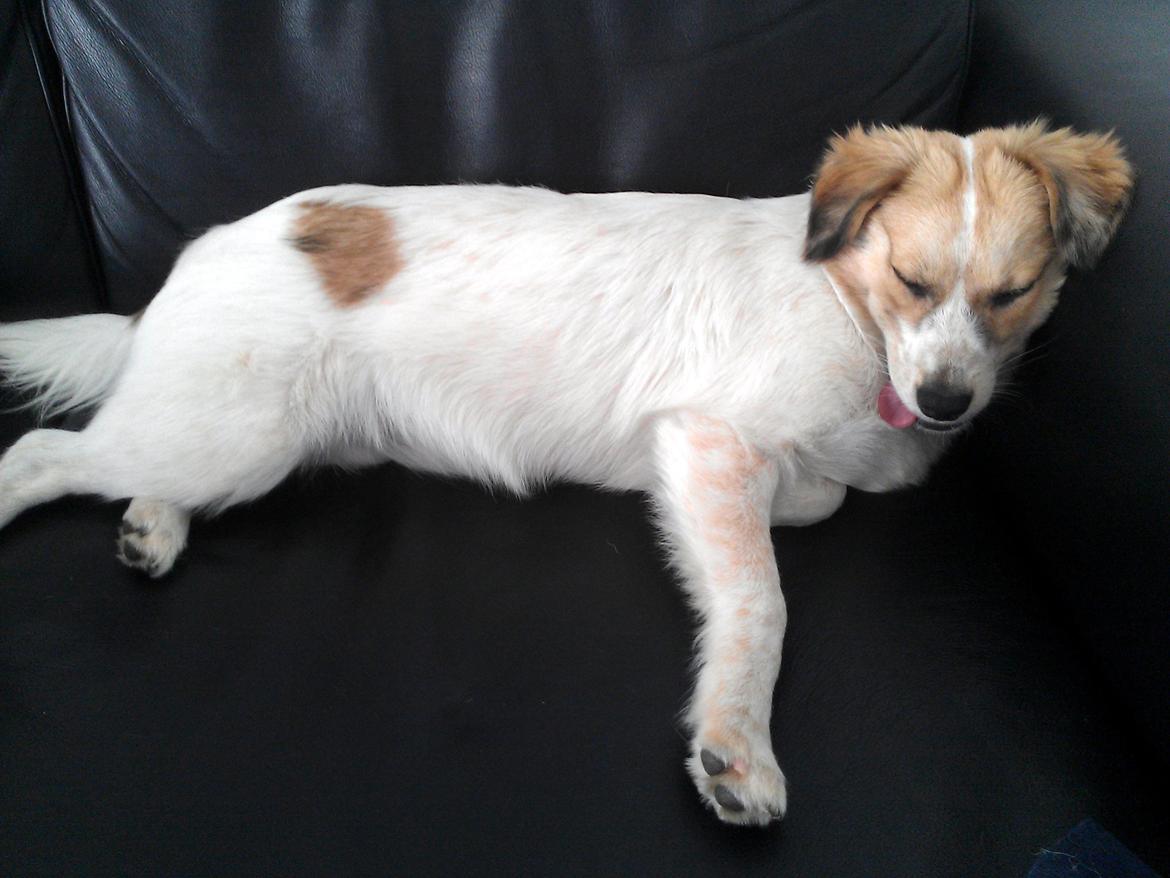 Blanding af racer Zoey - Det var vist en hård tur :P billede 6