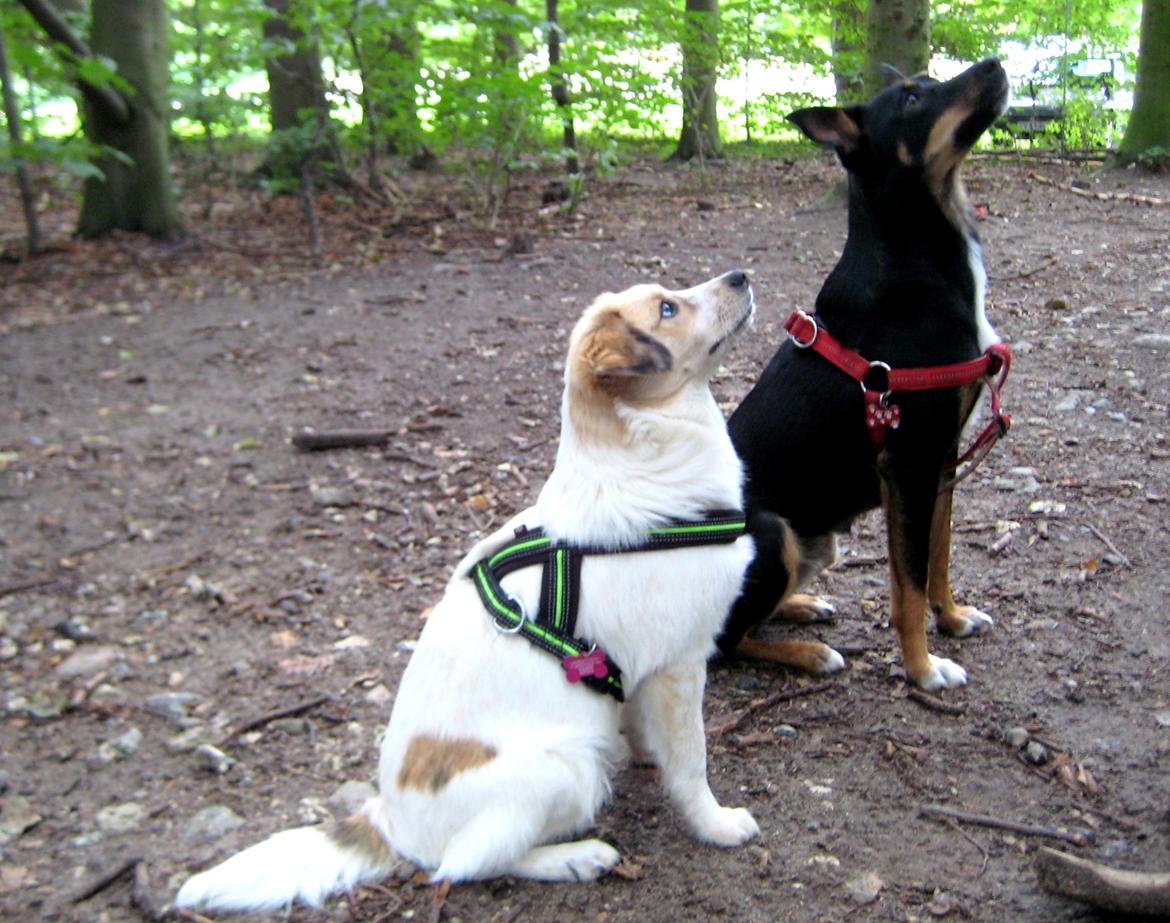 Blanding af racer Zoey - Sidder fint sammen med storesøster billede 7